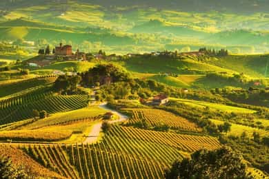 Excursão de 1 dia à região de Langhe com prova de vinhos