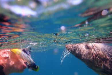 Wild Snorkelling Boat Trip Adventure Penzance Cornwall