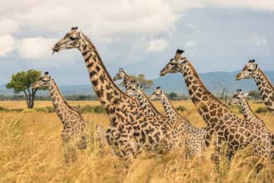 От Занзибар: сафари в Микуми със самолет с два двигателя + обяд