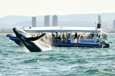 Gold Coast Whale Experience