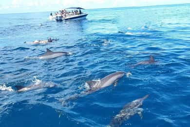 Fiume Nero: Nuota con i delfini Tour in barca con pranzo