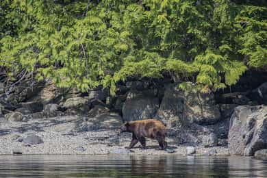 Campbell River: passeio de barco de 7 horas para ver animais grandes