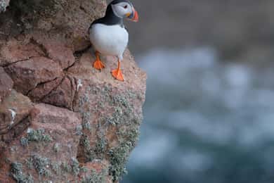 Aberdeen: Bullers of Buchan Puffin Watching Tour