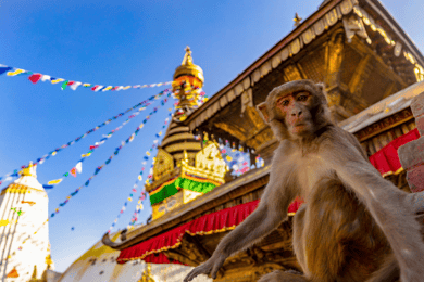 Katmandú: Teleférico de Chandragiri y Excursión al Templo de los Monos