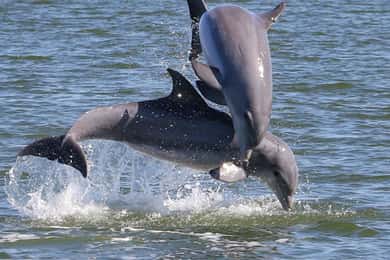 Cocoa Beach: Private 2-Hour Dolphin Sightseeing Tour