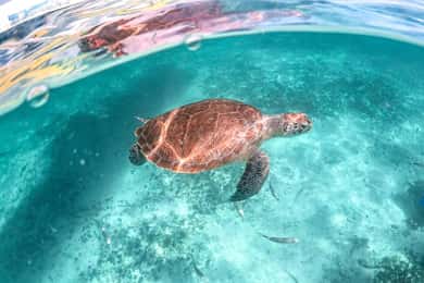 Playa del Carmen/Tulum: Akumal Beach with Turtle Snorkeling
