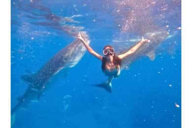 Cebu:Excursão de grupo ao tubarão-baleia, cascata e corrida de sardinhas + refeição