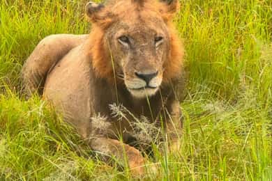 SAFARI WILDLIFE FROM ZANZIBAR TO MIKUMI 3 DAYS AND 2 NIGHTS