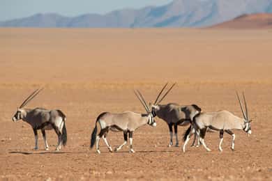 3 Daagse Sossus Vlei Woestijn & Duinen ervaring in Namibië