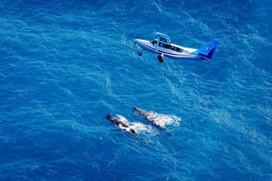 Kaikoura: Whale Watching Flight with Guided Commentary