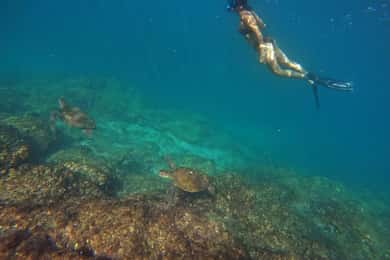 Da Dubai: Snorkeling a Fujairah con le tartarughe, trasferimento e barbecue