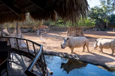 Valencia: toegangsbewijs voor Bioparc Valencia