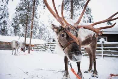 Rovaniemi: Snowmobile Tour and Reindeer Experience