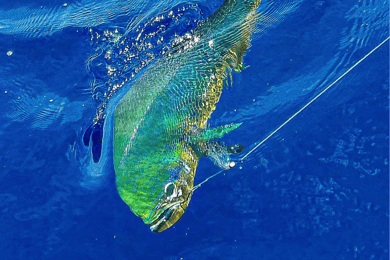 Ballena Marine National Park: Sport Fishing (half day)