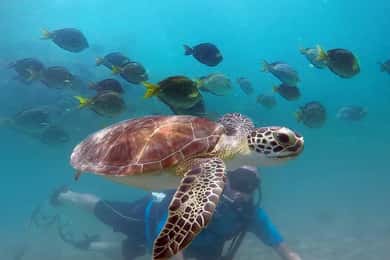 West Palm Beach: Beginner Scuba Diving Adventure with Videos