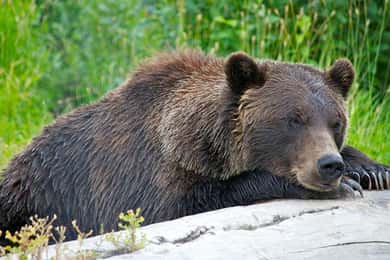 Girdwood: Bears, Trains, & Icebergs Tour