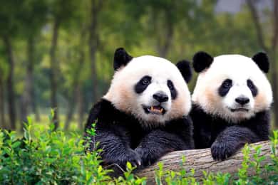 Tour privato alla Casa del Panda con Grande Muraglia o tour della città