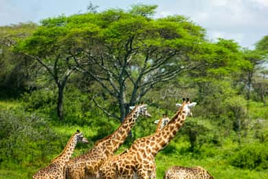 Safari privato in Vitara 4x4 nel Parco Nazionale di Arusha