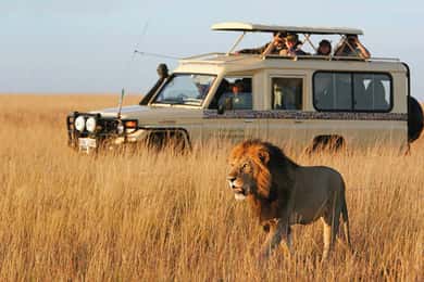 4 Days Nyerere national park and mikumi national park