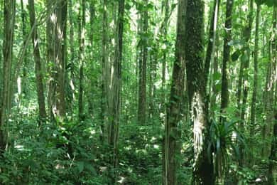 Kingstown: Vermont Nature Trail Hike with Parrot Viewing