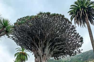 Tenerife: Teide, Garachico, Icod og Masca heldagstur