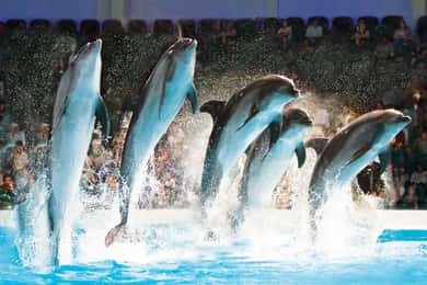 Biglietti per lo spettacolo dei delfini, delle foche e degli uccelli al Delfinario di Dubai