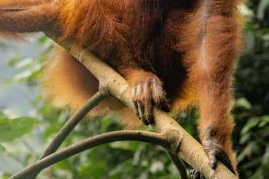 Bukit Lawang: Viertägige Dschungelwanderung mit Orang-Utan-Beobachtung