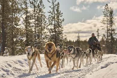 Kiruna: passeio curto de husky para famílias com café