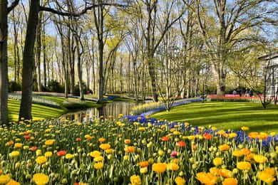 Amsterdam: Tulips & Windmill - Full day PRIVATE tour by car