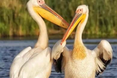 SUPER TOUR: Day Trip to Danube Delta