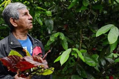 Quillabamba 2 Daagse Cacao Privéreis