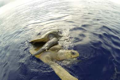 Mazatlán: Marine Safari Adventure & Snorkelen door MUNBA EXP