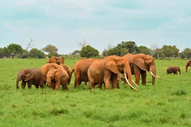 Overnight Safari to Tsavo East National Park from Mombasa