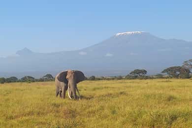 Day trip amboseli national park from nairobi budget safari.