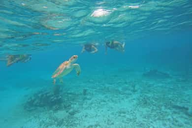 Akumal: begeleide snorkelexcursie met zeeschildpadden