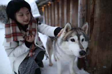 Rovaniemi: Santa Claus Village and Husky sledge/guided tour