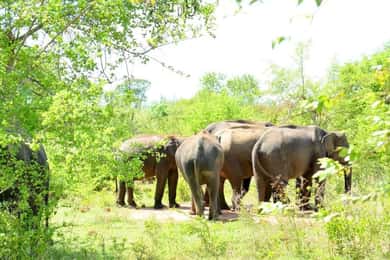 Wasgamuwa National Park Safari (Private Jeep)