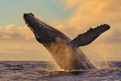 Uvita: Val- och delfinskådning - Bahia Ballena