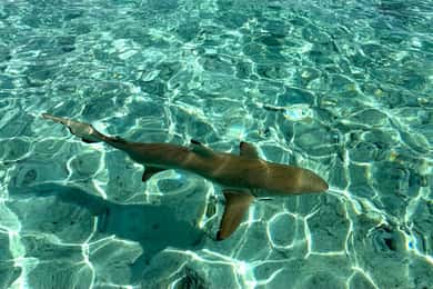 Bora Bora: Blue Lagoon Cruise, Snorkeling and Lunch .