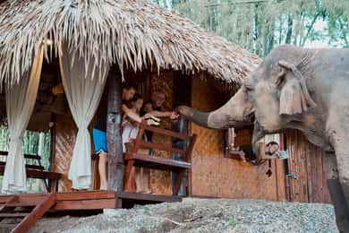 Chiang Mai 2 dias: Bom dia, elefante e pernoite em casa de família