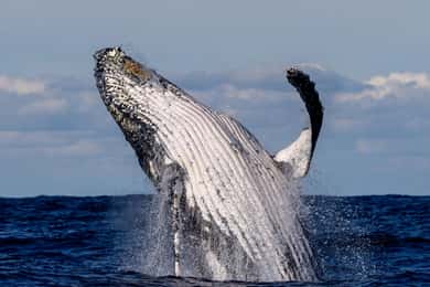Sydney: Scenic Whale Watching Cruise - Whales Guaranteed