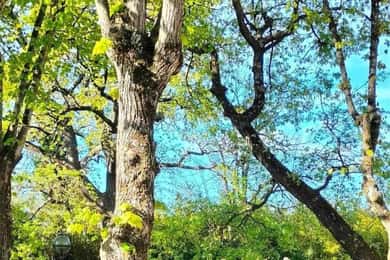 Monteux: Bike Rental