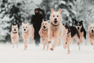 Levi: Självkörande 5 KM Husky Sledding Experience