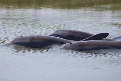 Folly Beach Dolphin Viewing Boat Excursion