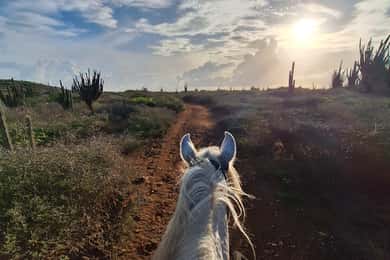Aruba: 2-Hour advanced Horseback Riding Tour with Beach