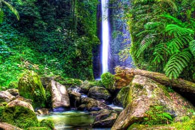 Dumaguete: Dagsutflykt till skogsläger och Casaroro Falls