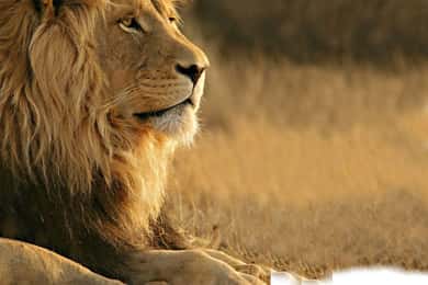 Aquila Reserve Safari with Lunch and Wine tasting
