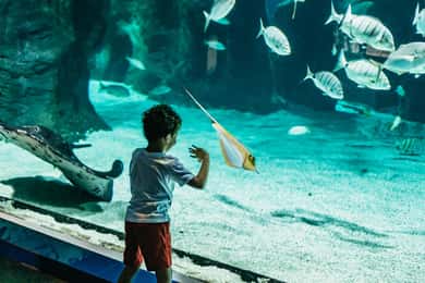Lanzarote: Toegangbewijs Aquarium