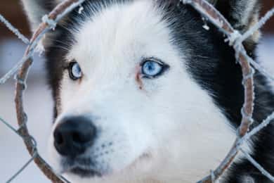 Levi: 1,5 km spændende hundeslædetur