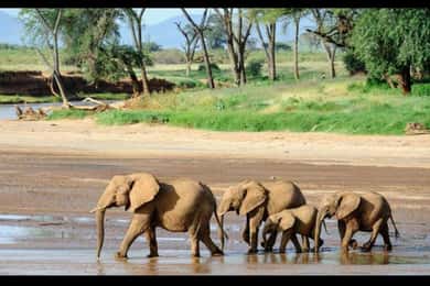 Nairobi: 3-Day Amboseli National Park Safari with Flights